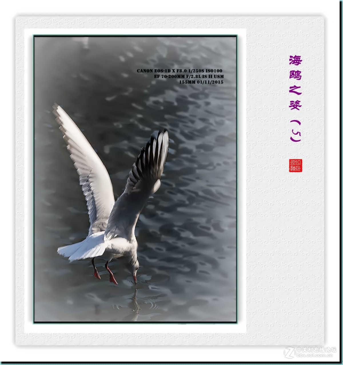 携一组【海鸥之姿—5】看山南、贺水北！