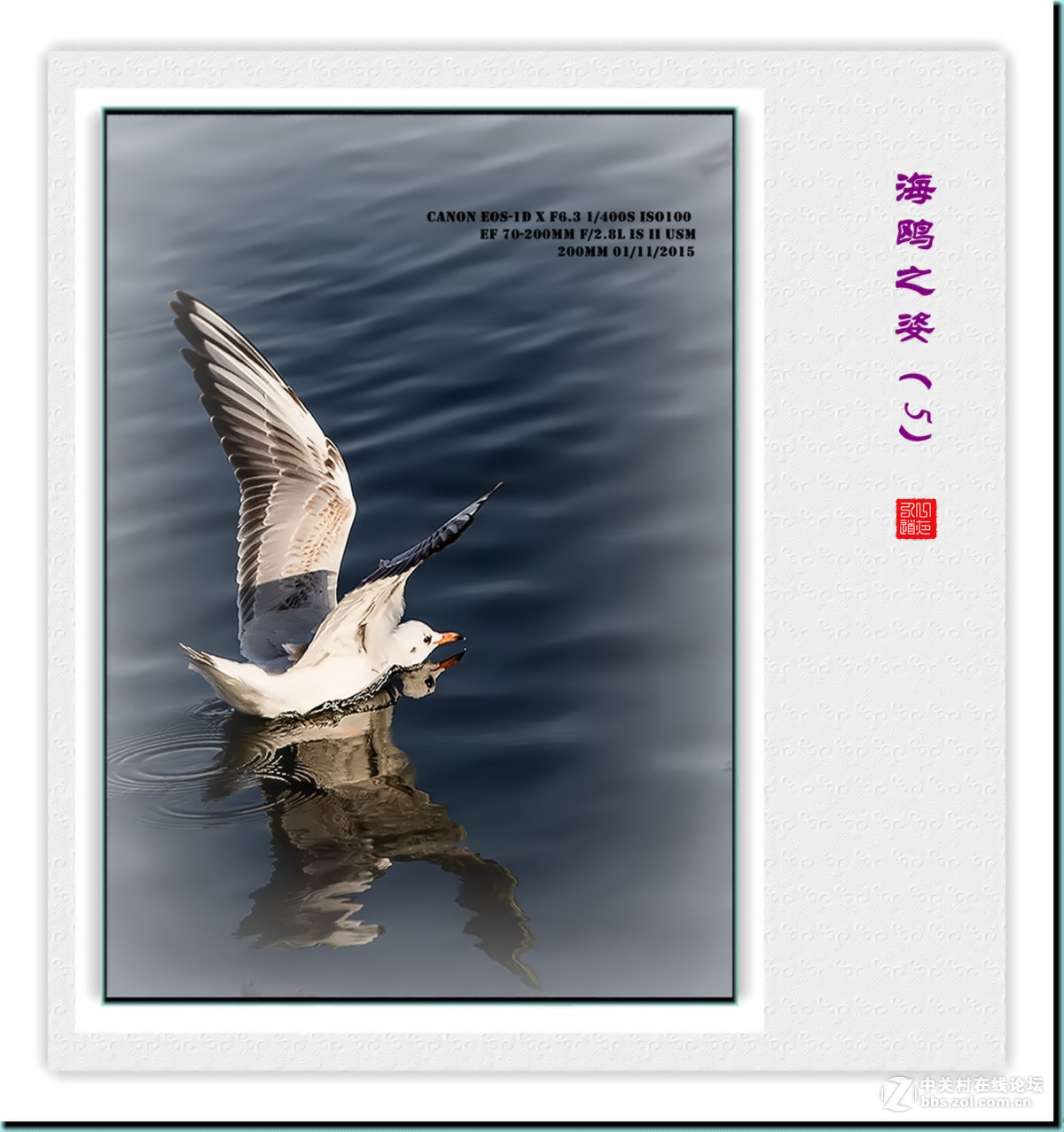 携一组【海鸥之姿—5】看山南、贺水北！
