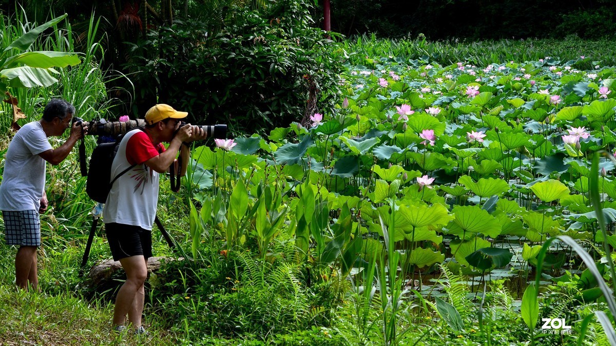 看老法师打荷花