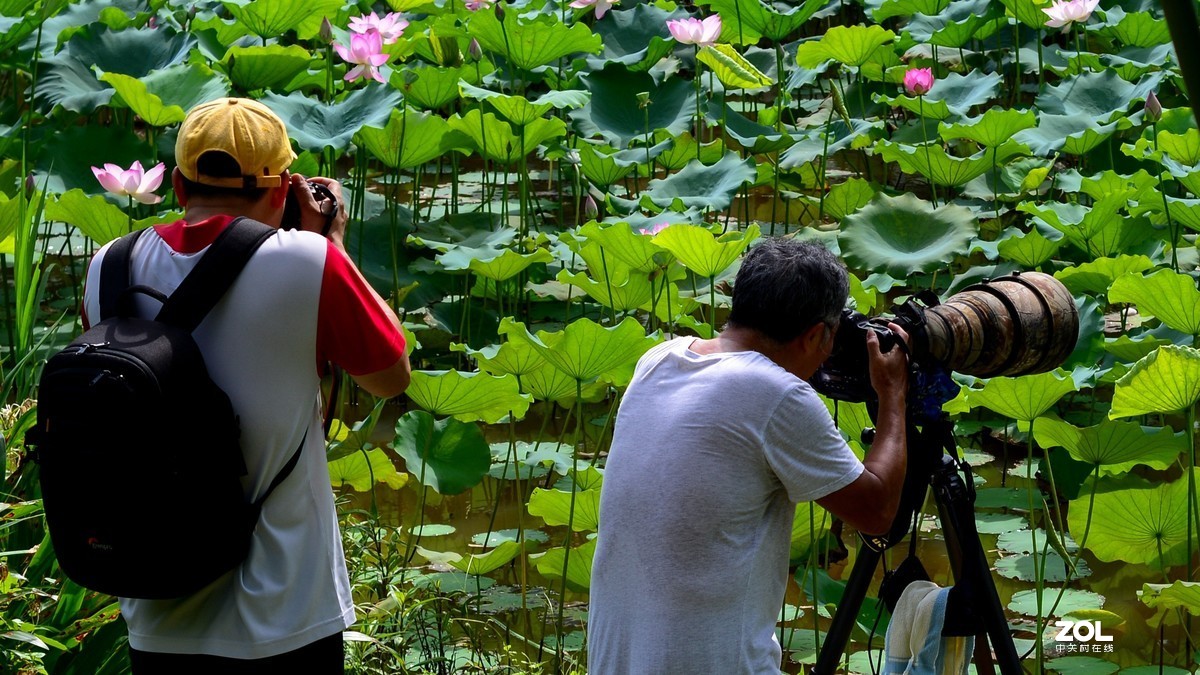 看老法师打荷花