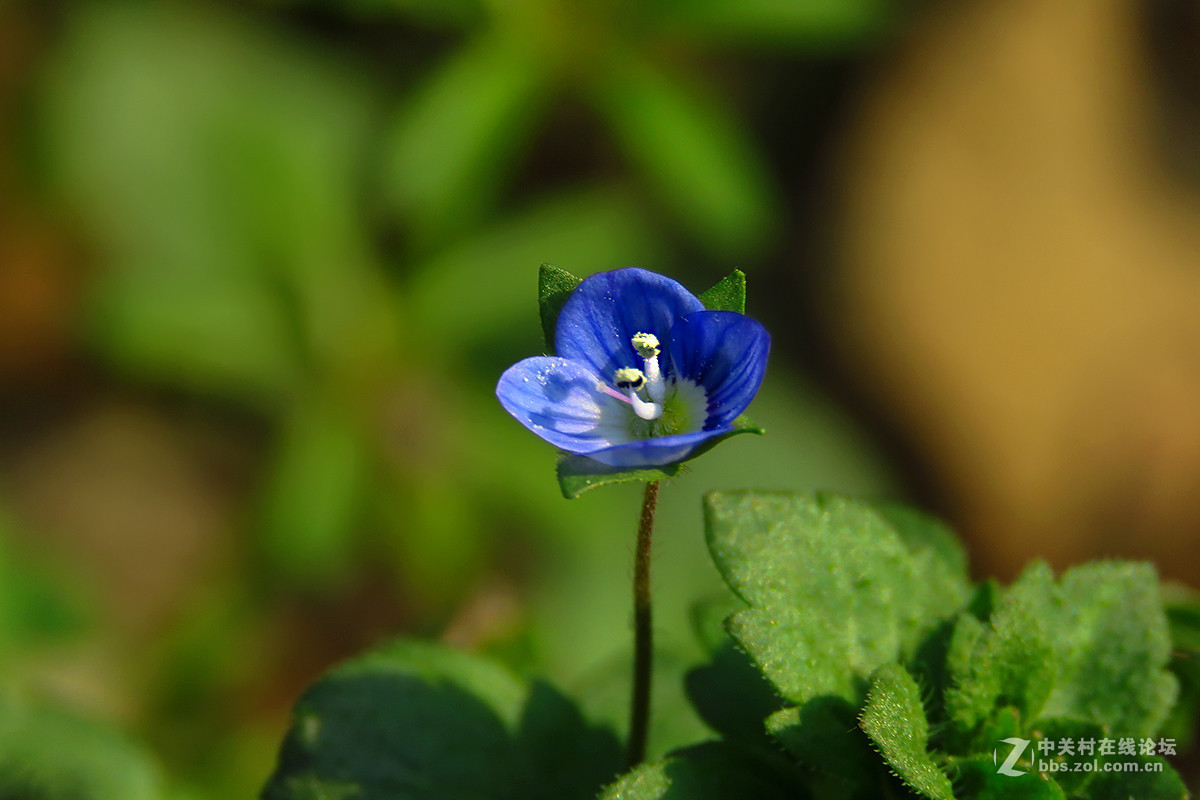 一朵蓝色小花