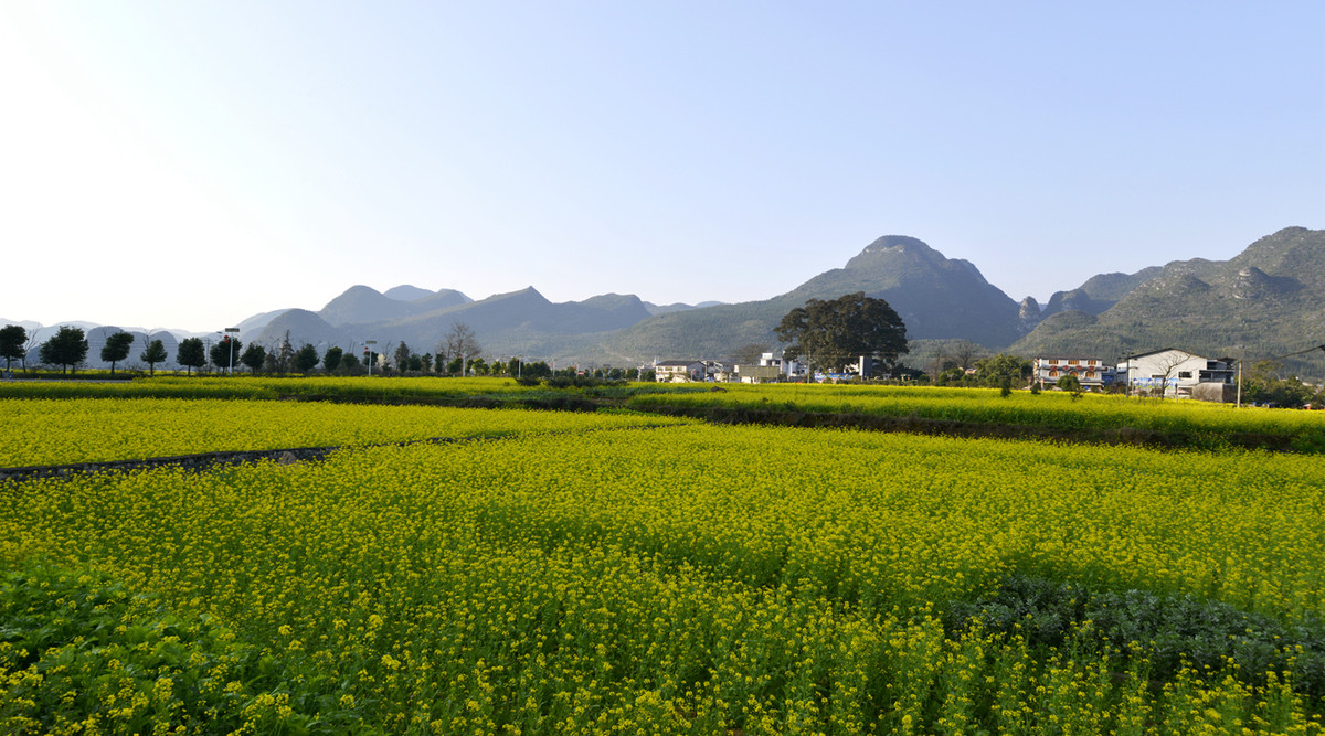 菜花盛开的村庄---兴义万峰林纳灰村