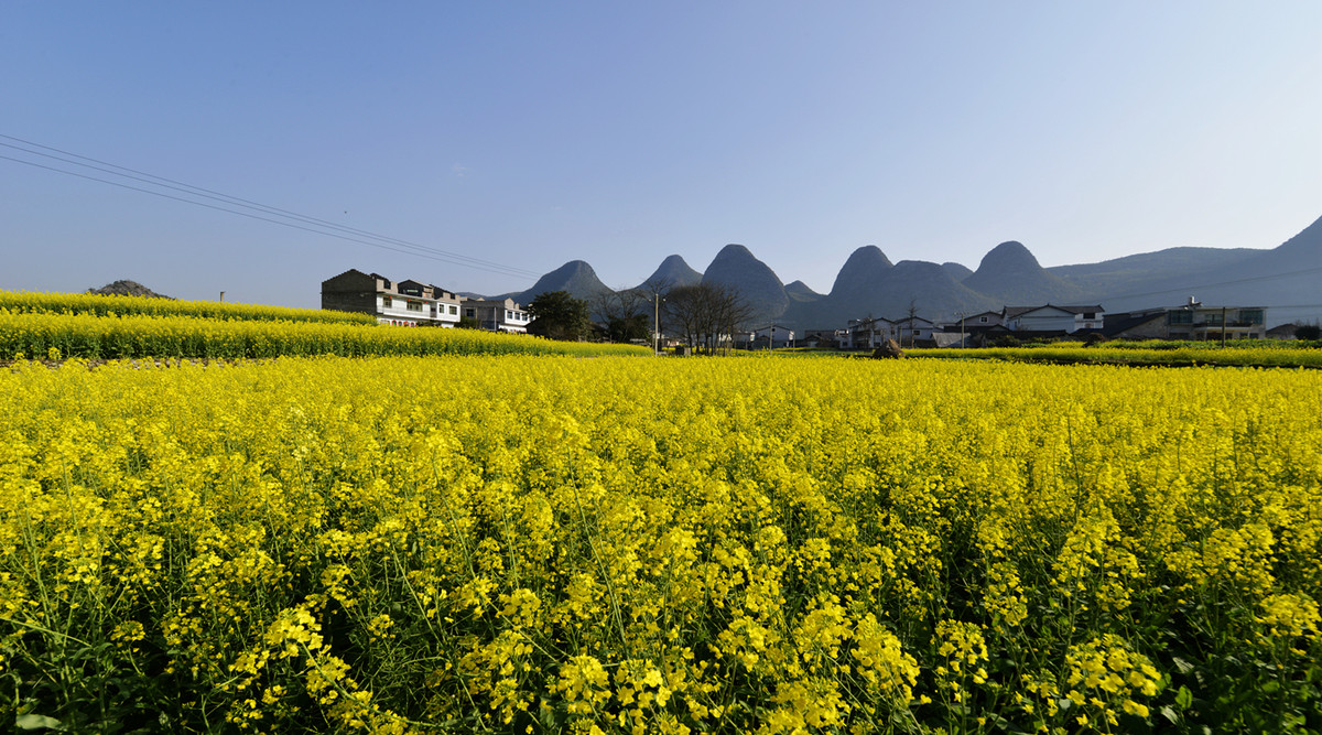 菜花盛开的村庄---兴义万峰林纳灰村