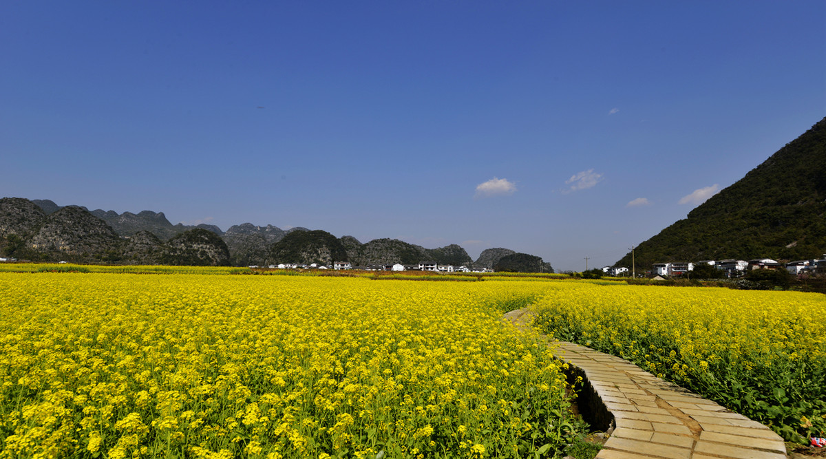 菜花盛开的村庄---兴义万峰林纳灰村