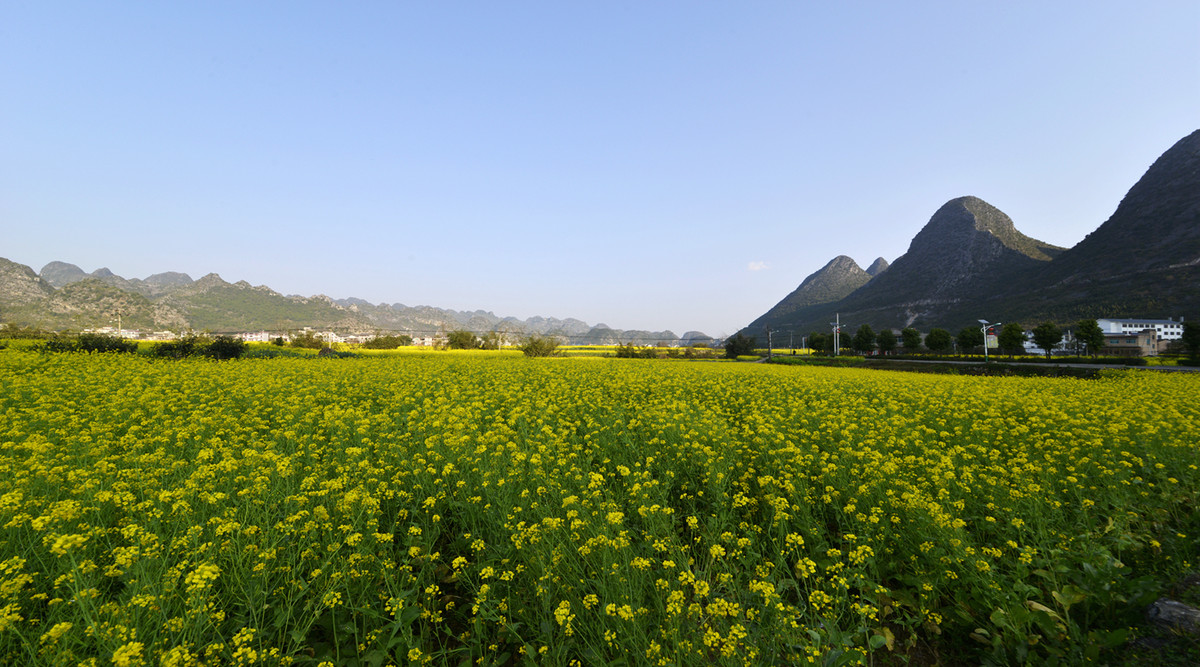 菜花盛开的村庄---兴义万峰林纳灰村