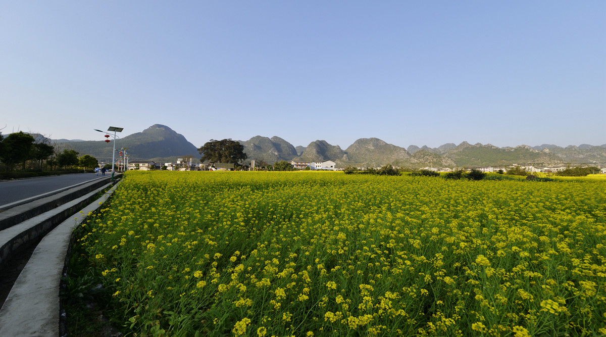 菜花盛开的村庄---兴义万峰林纳灰村