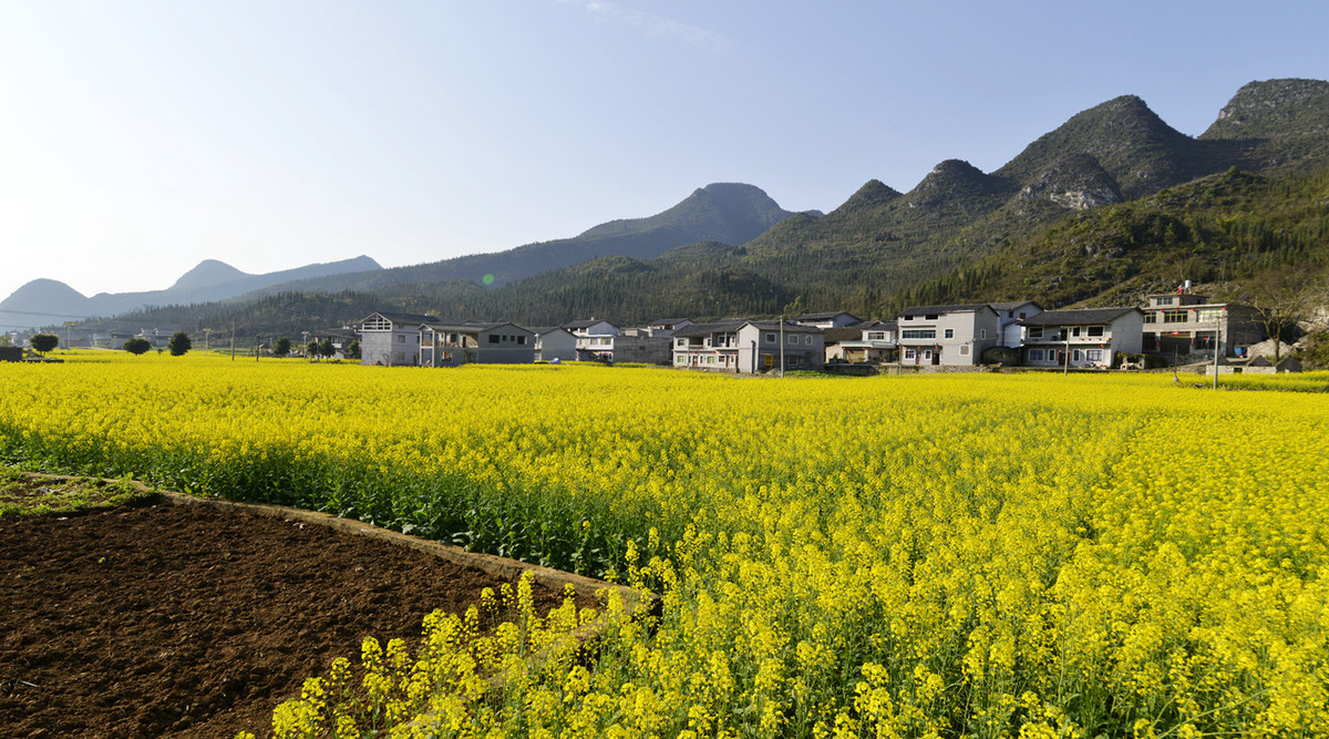 菜花盛开的村庄---兴义万峰林纳灰村