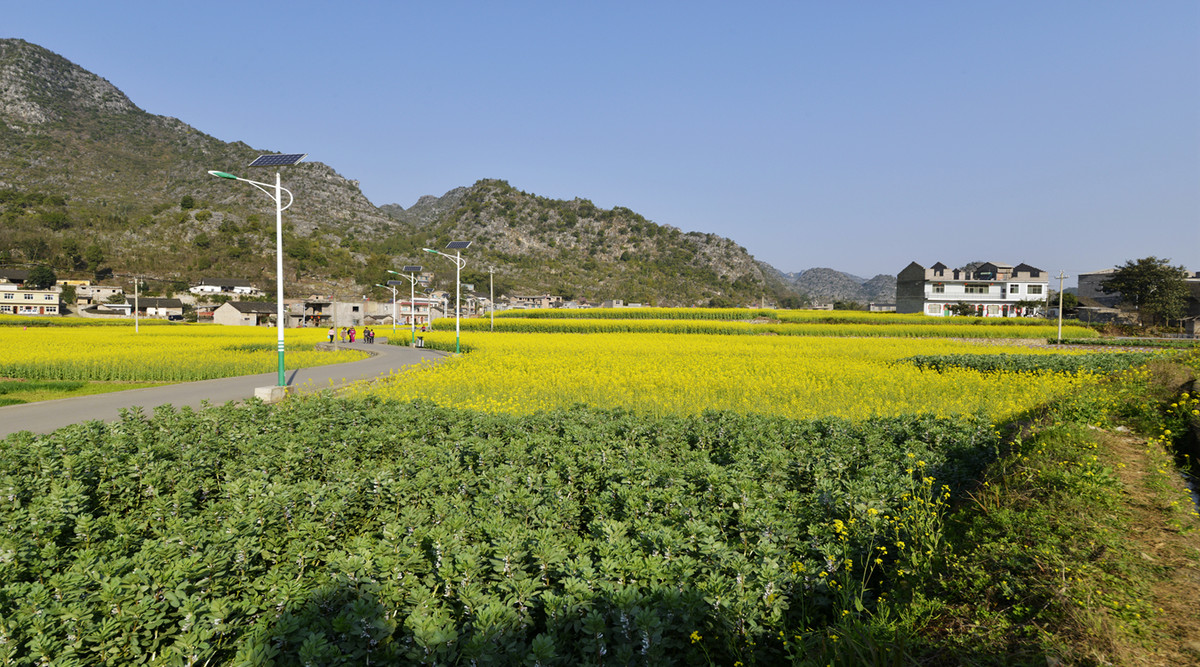 菜花盛开的村庄兴义万峰林纳灰村