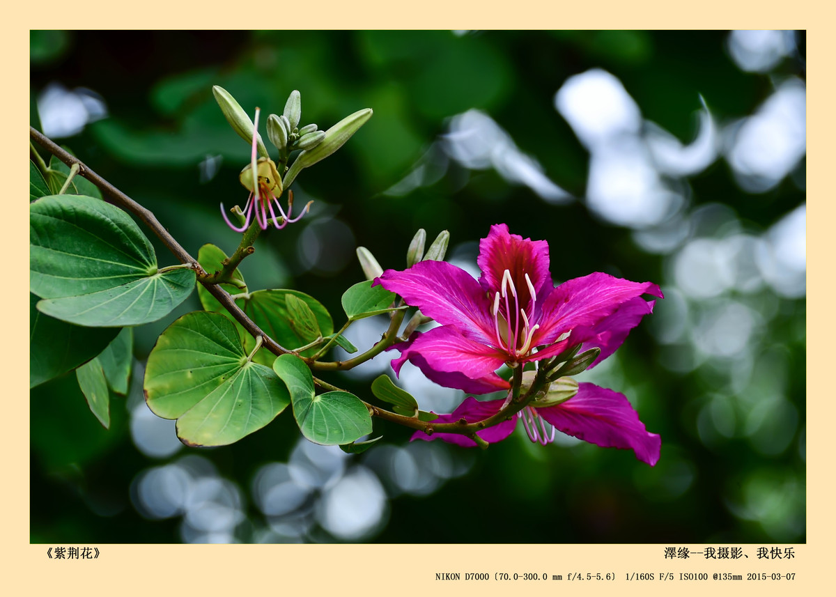 浅谈尼康70-300 VR 3.5-5.6镜头搭配尼康D7000使用感受