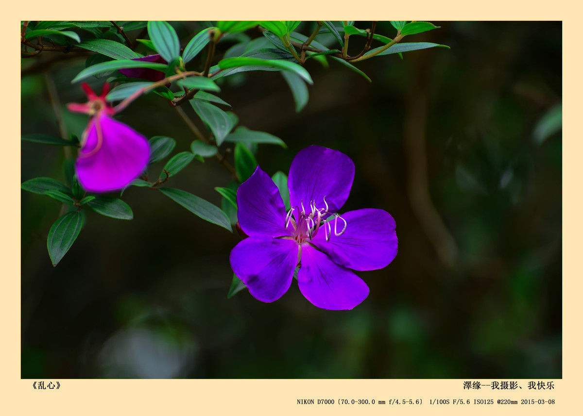 浅谈尼康70-300 VR 3.5-5.6镜头搭配尼康D7000使用感受