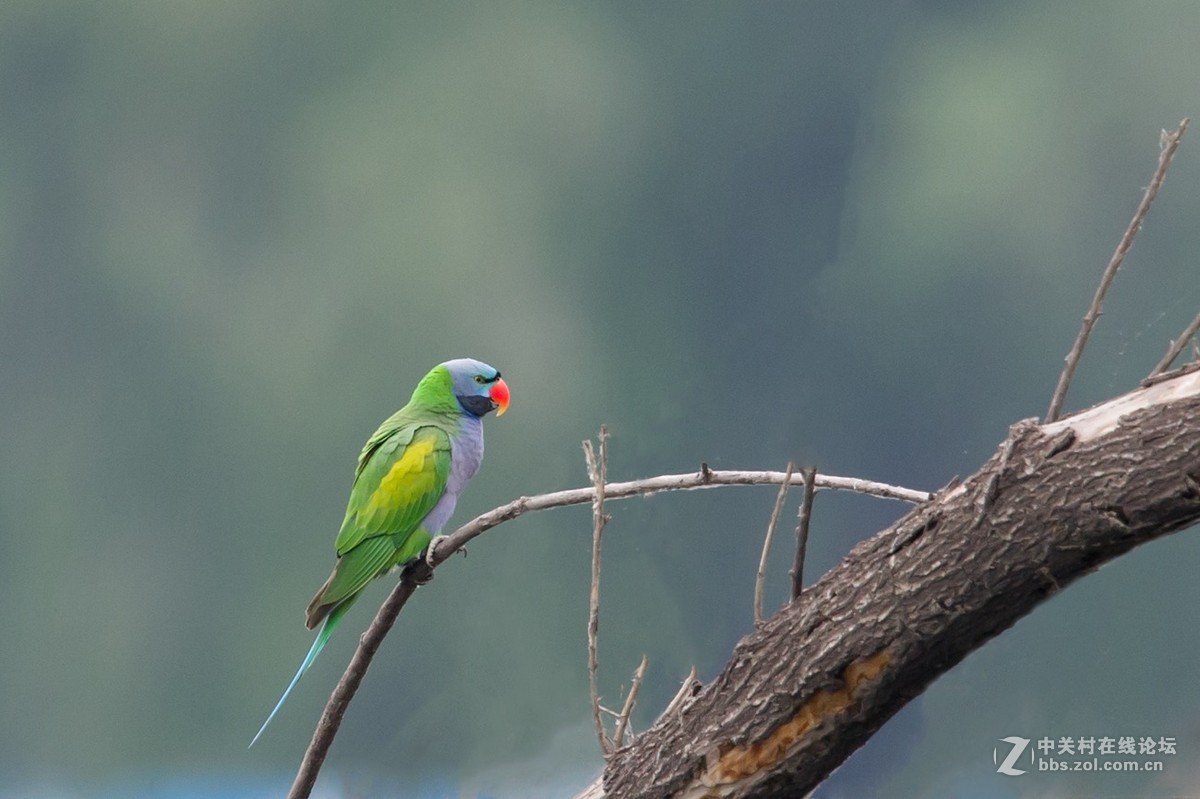 绯胸鹦鹉 Psittacula alexandri - 物种库 - 国家动物标本资源库