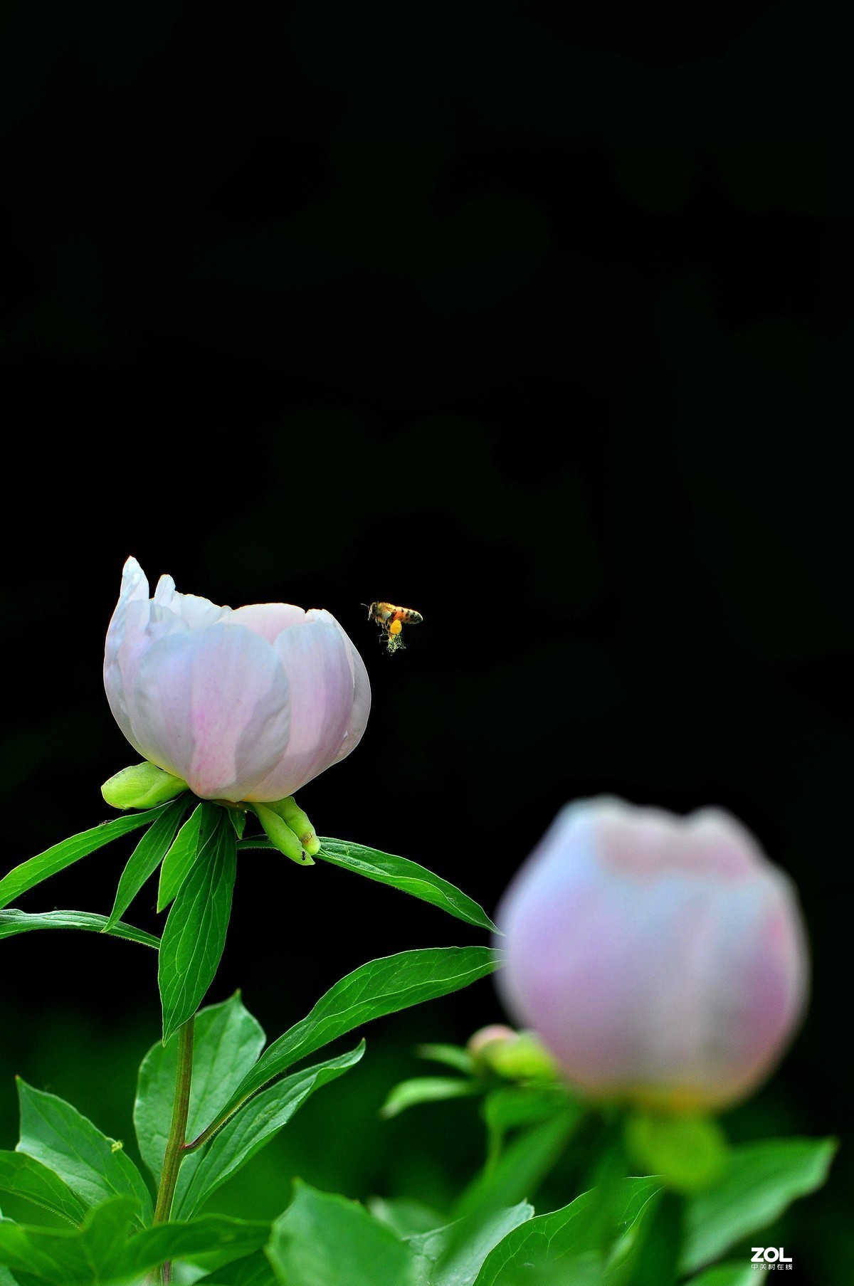 #版主坐堂# 尼康镜头星空(中国)2020年6月部分优秀作品欣赏