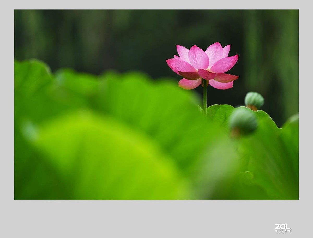 #版主坐堂# 尼康镜头星空(中国)2020年6月部分优秀作品欣赏