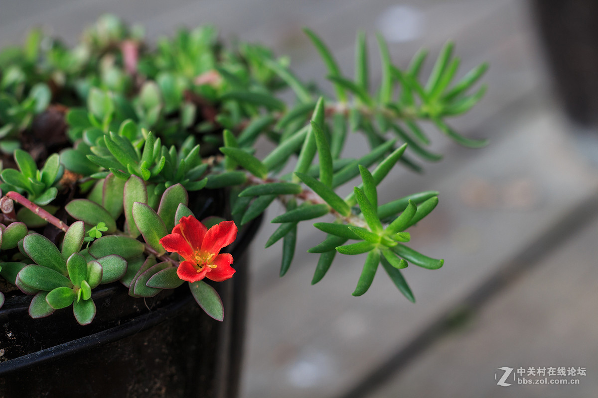 天堂鸟与山茶花