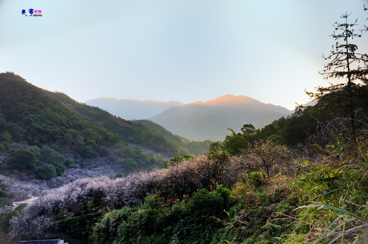 2015揭西行——西坑梅乡(续）