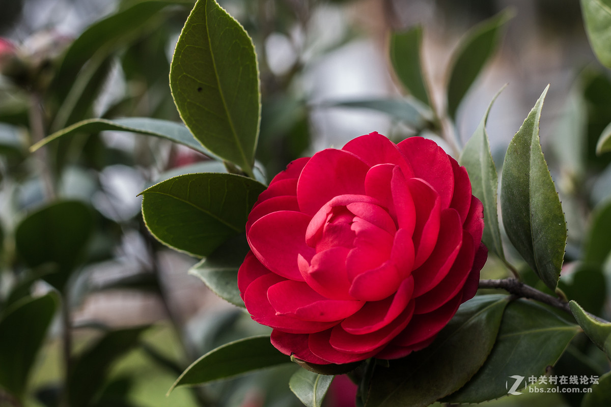 天堂鸟与山茶花