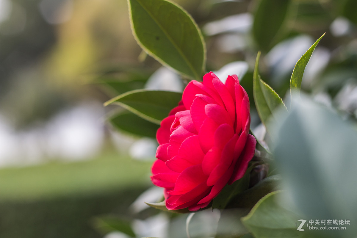 天堂鸟与山茶花