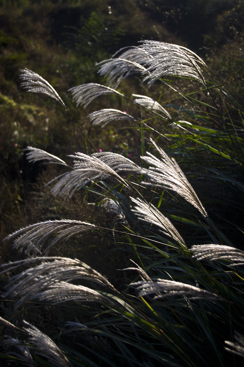 一草一木皆有灵气