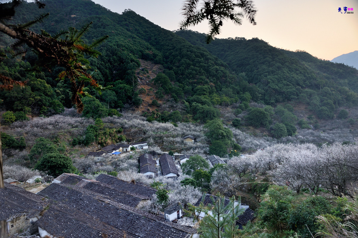 2015揭西行——西坑梅乡(续）