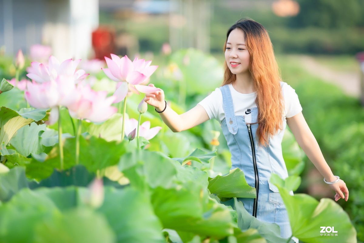 为荷而来  相约藕花深处