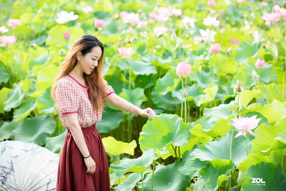 为荷而来  相约藕花深处