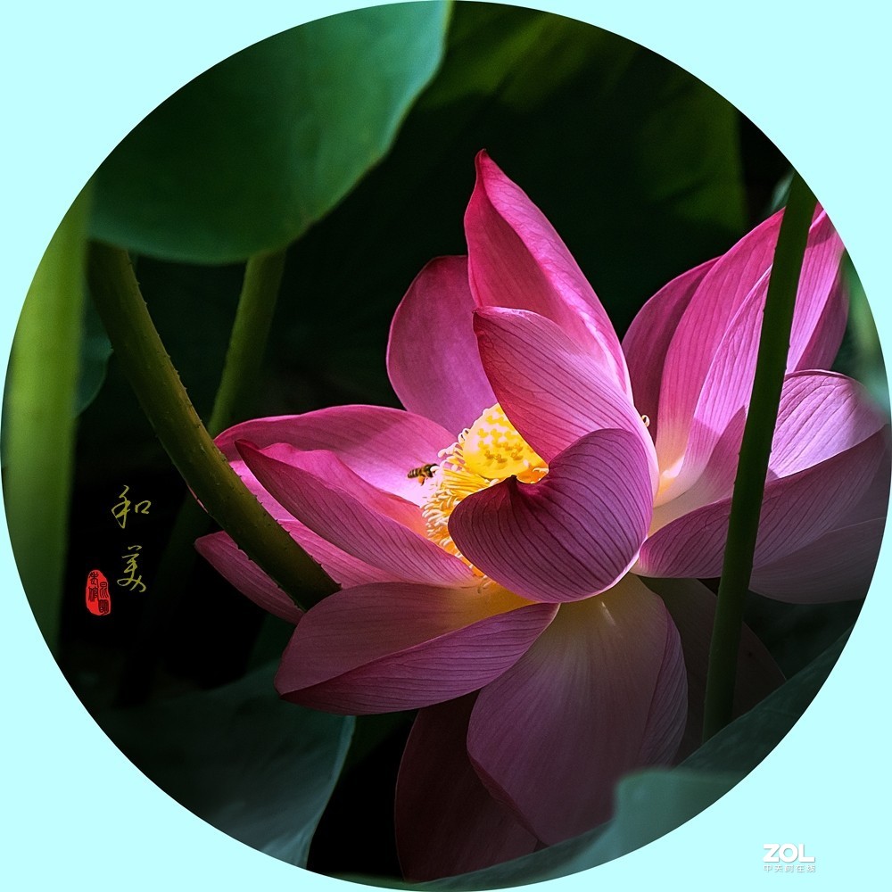 遮挡柔焦虚化拍荷花