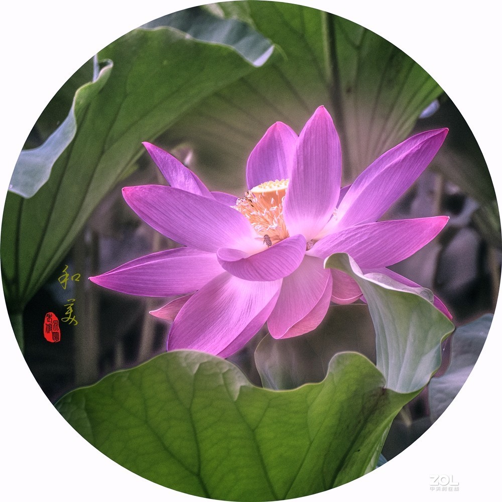 遮挡柔焦虚化拍荷花