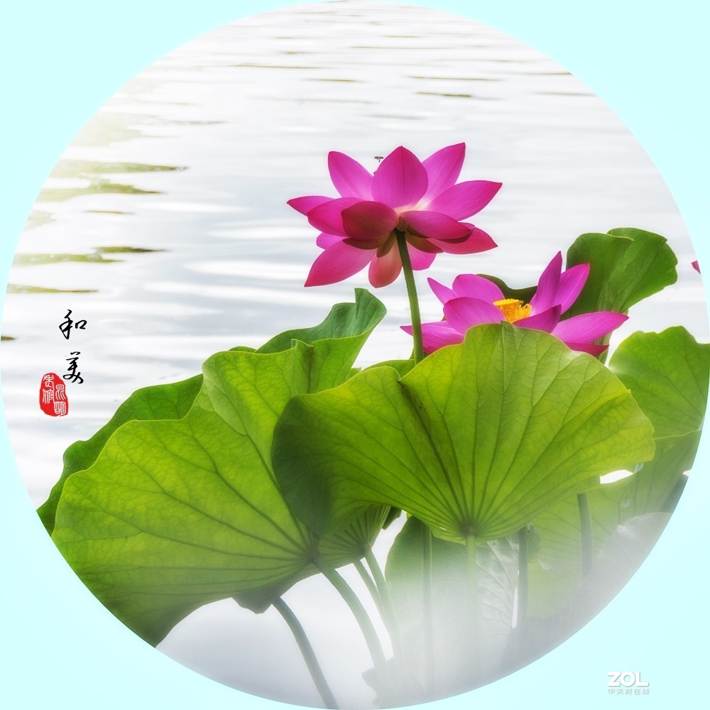 遮挡柔焦虚化拍荷花