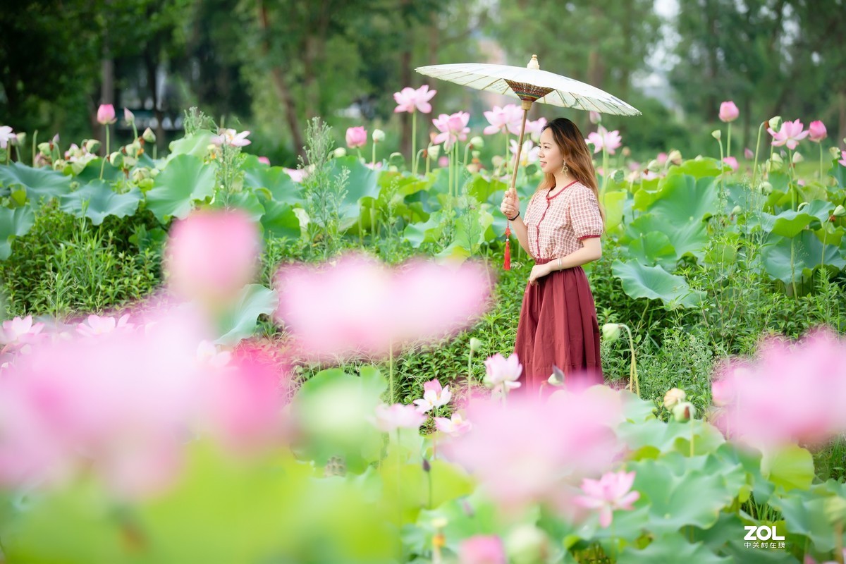 为荷而来  相约藕花深处