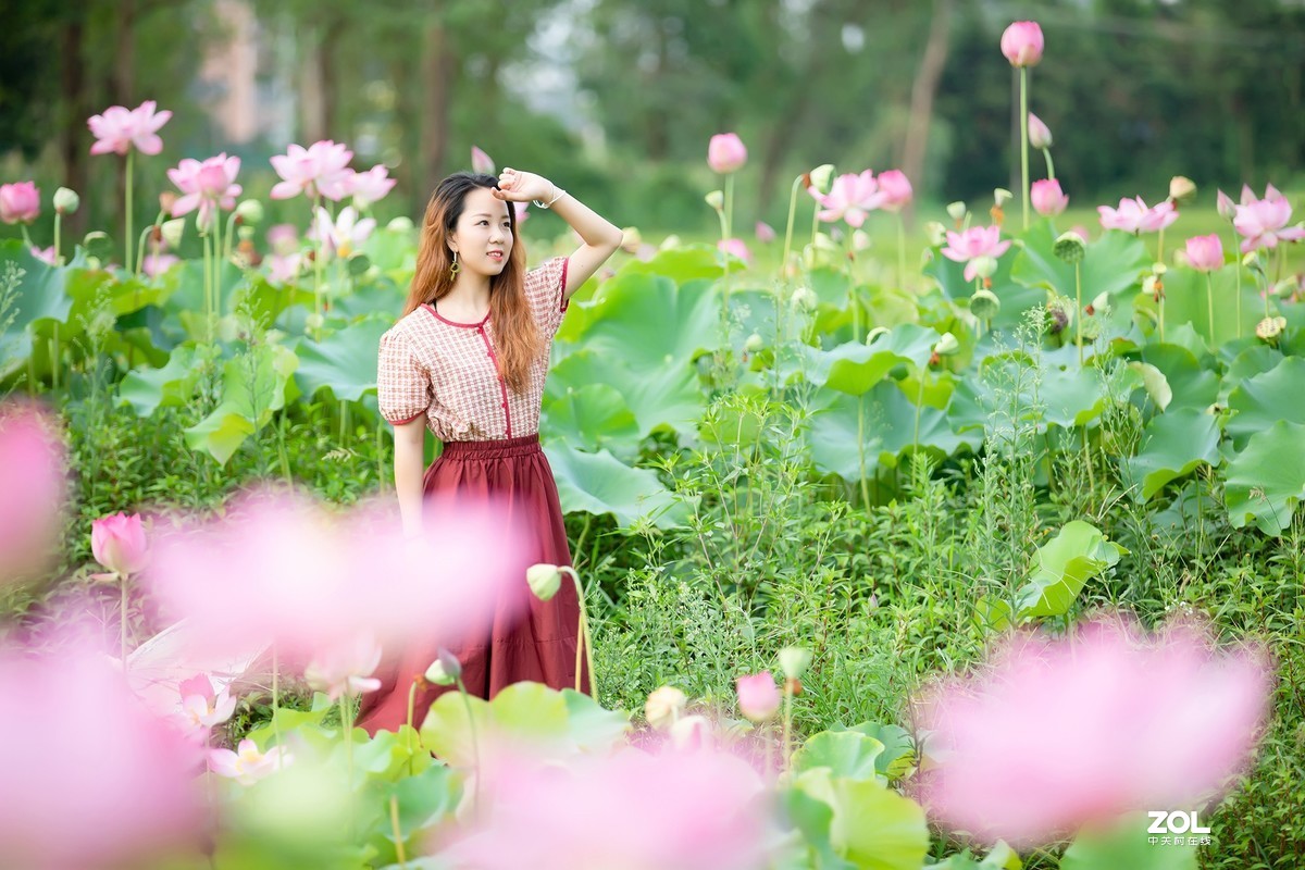 为荷而来  相约藕花深处