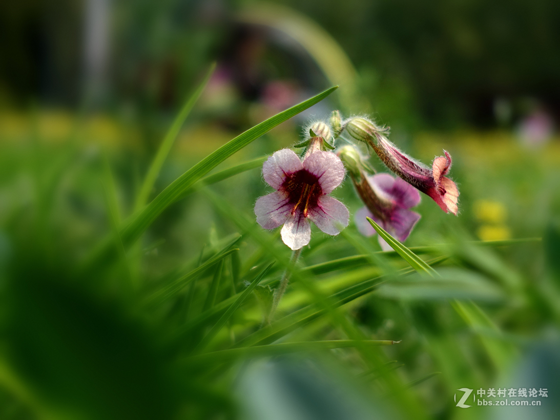 绿草丛中见地黄