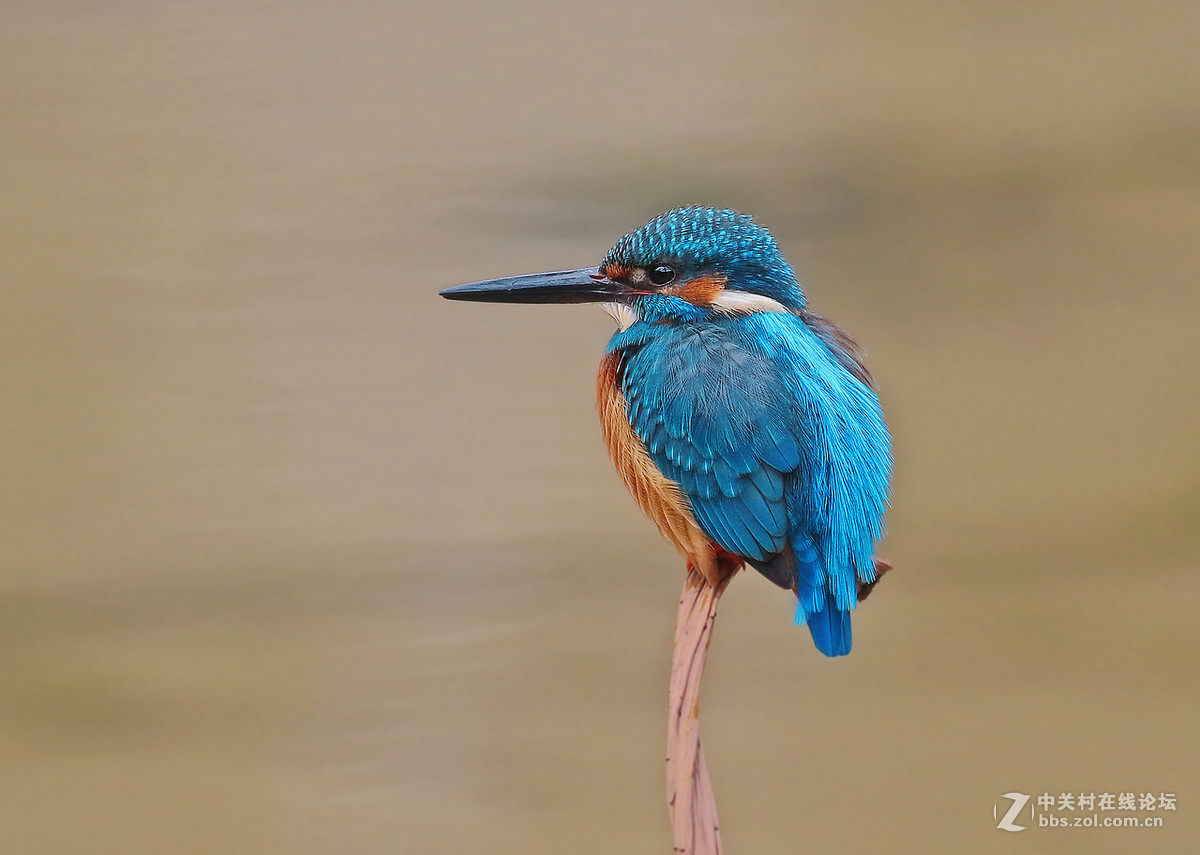 枯荷梗上的翠鸟(2)