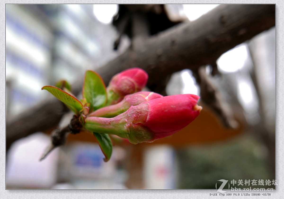 徕卡D-Lux Typ 109试机片