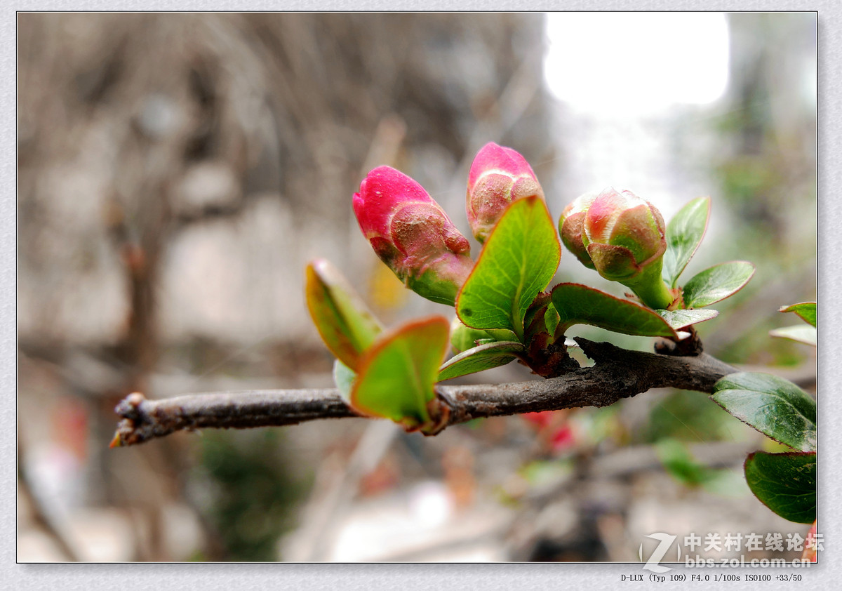 徕卡D-Lux Typ 109试机片