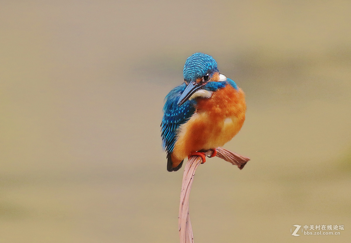 枯荷梗上的翠鸟(2)