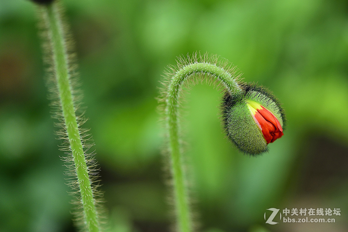 #尼康花卉作品赏析第七期#虞美人之花蕾与花蕊-微距