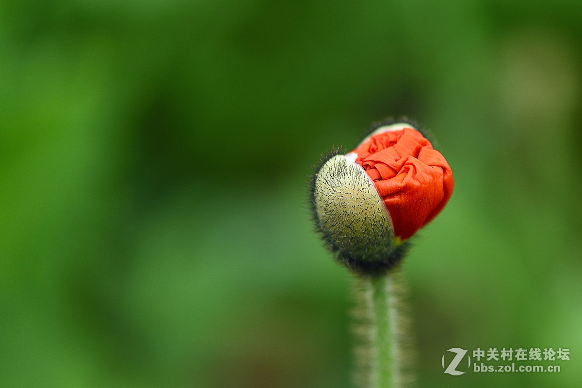 #尼康花卉作品赏析第七期#虞美人之花蕾与花蕊-微距