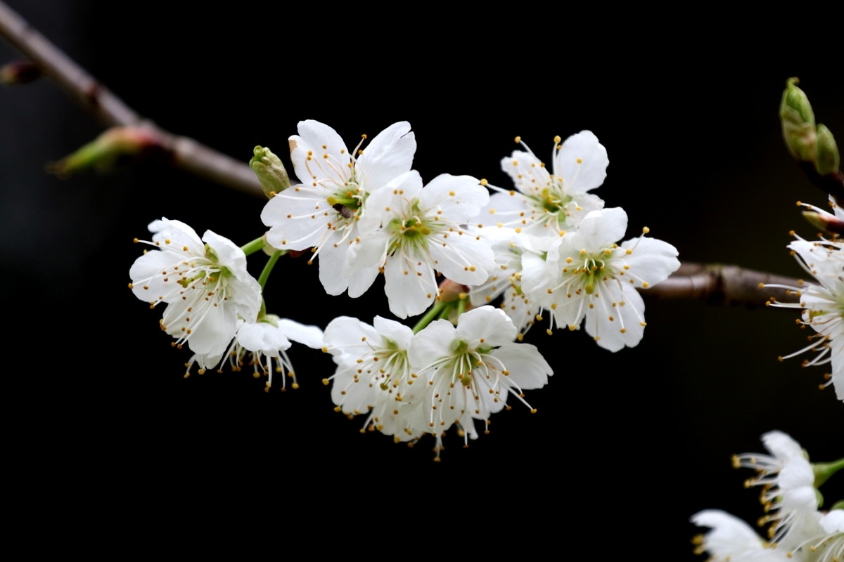 小小白红花白花