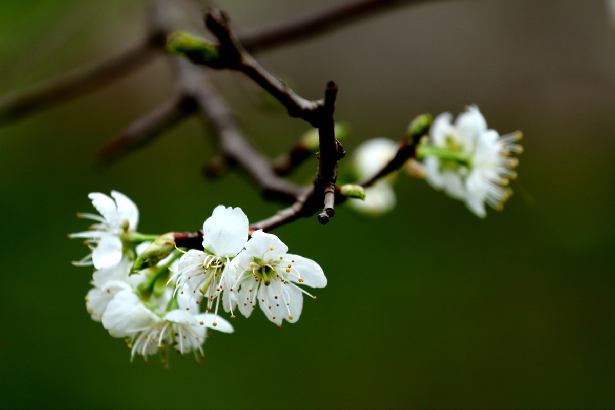 小小白红花白花