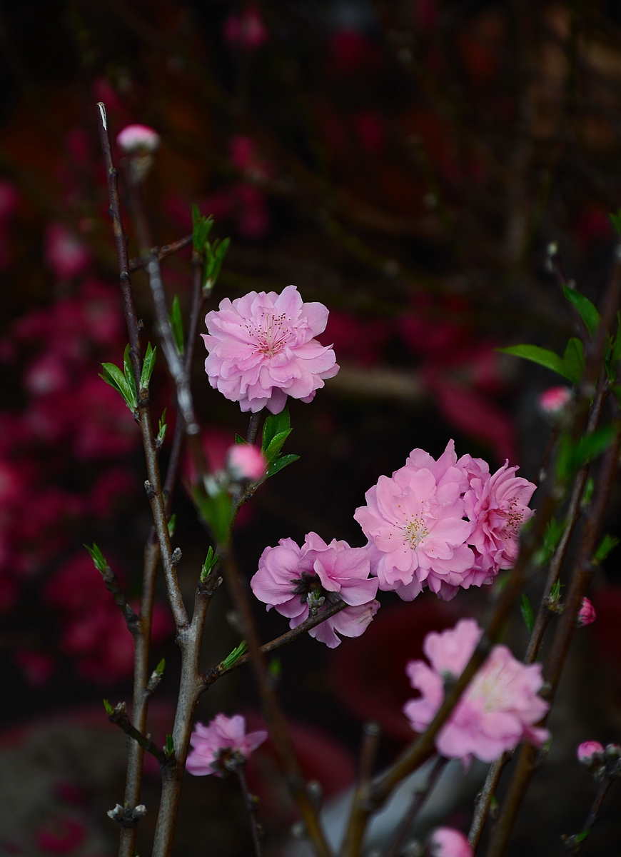 广州过年逛花市拍靓花八桃花盛开