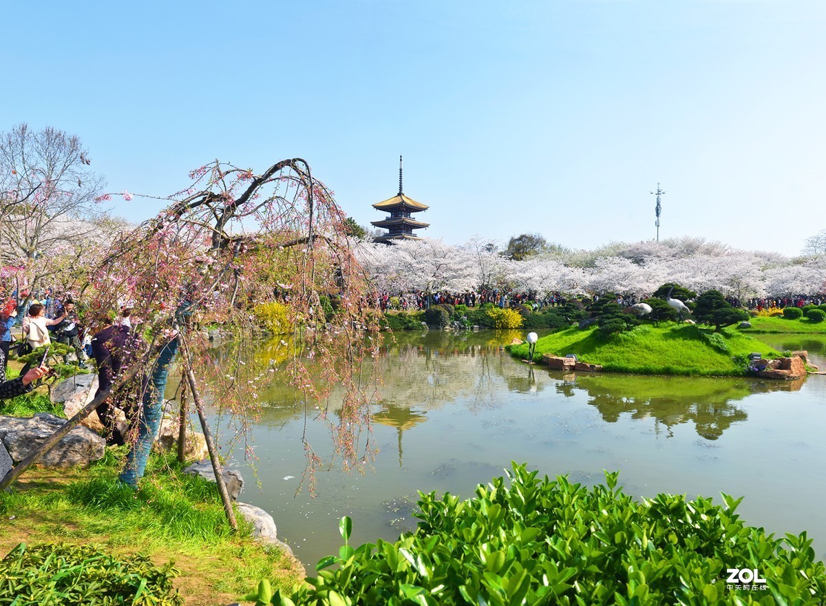 東湖櫻花園