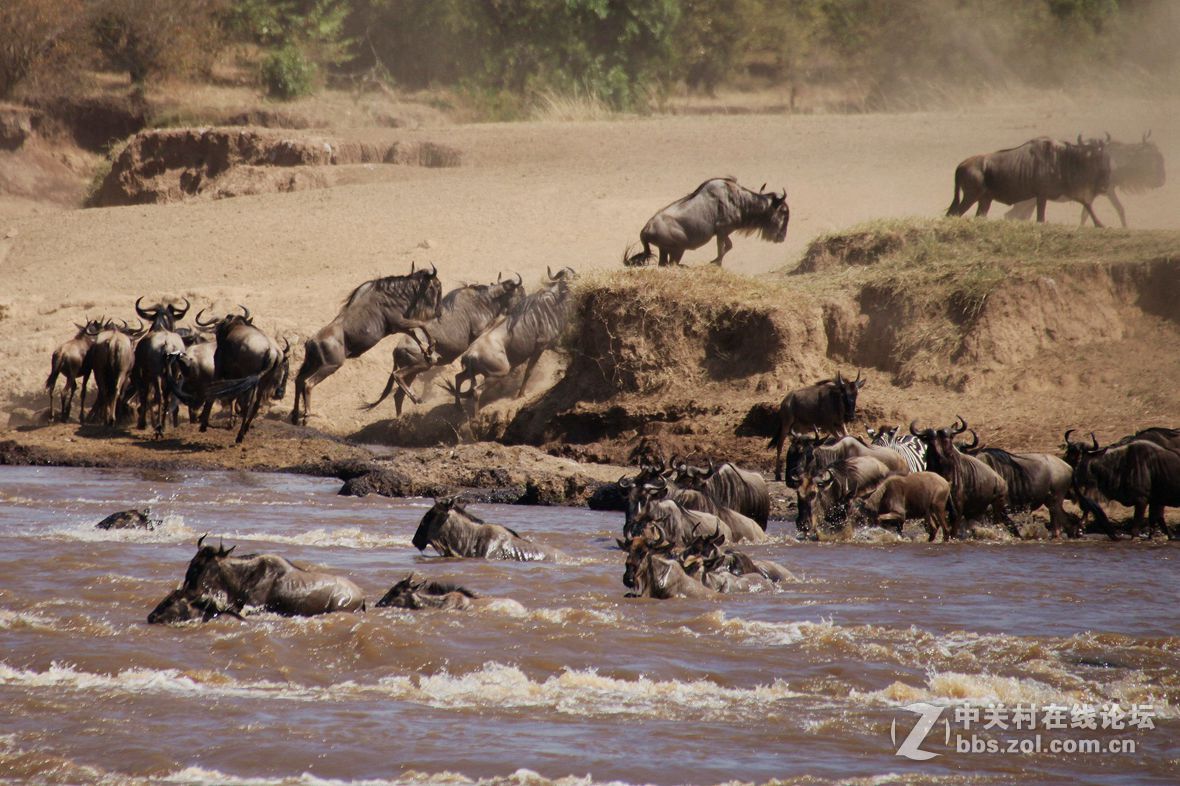 肯尼亚角马过河1