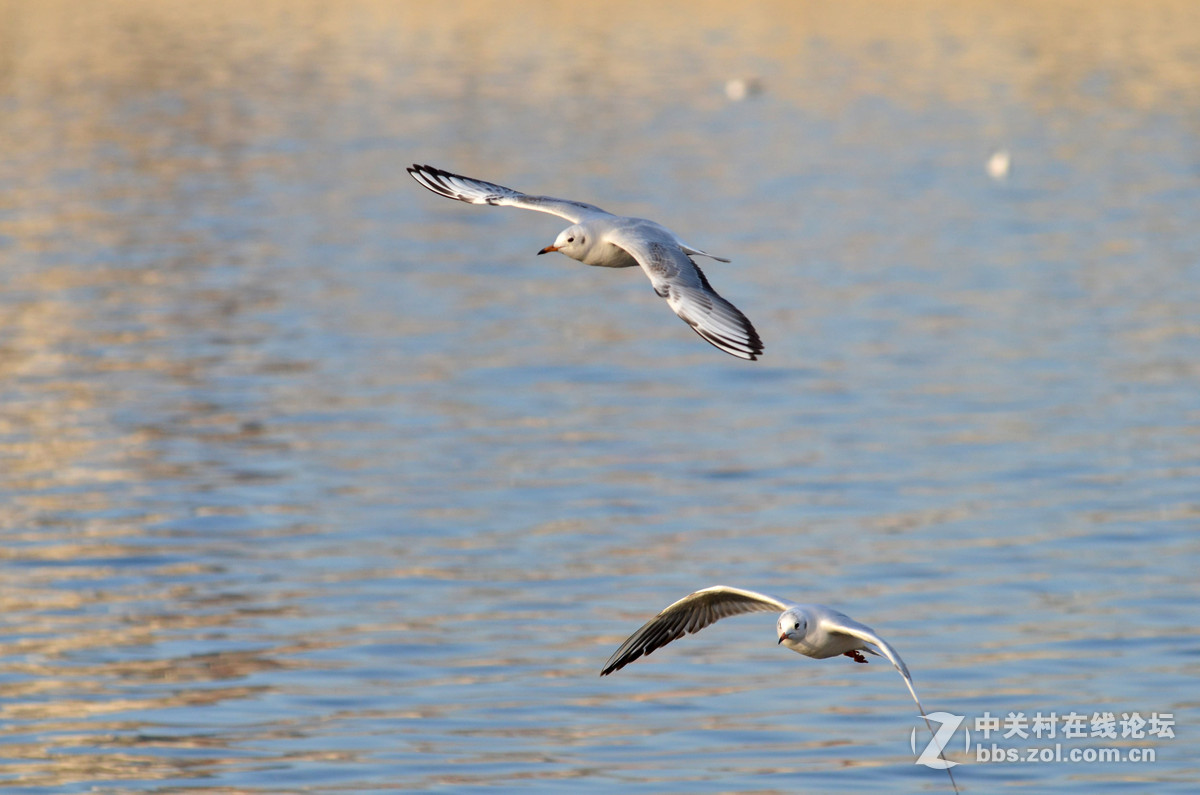 新入手小钢炮试手打海鸥