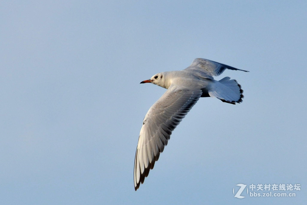 新入手小钢炮试手打海鸥