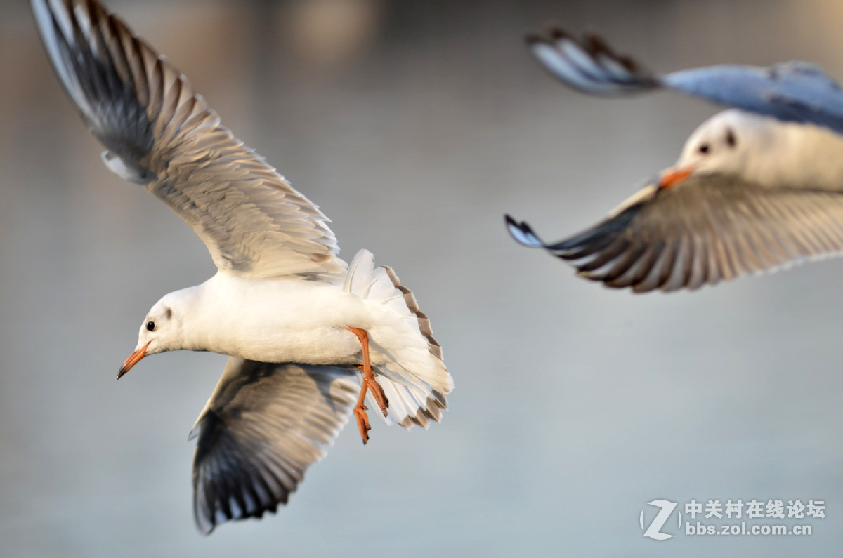 新入手小钢炮试手打海鸥