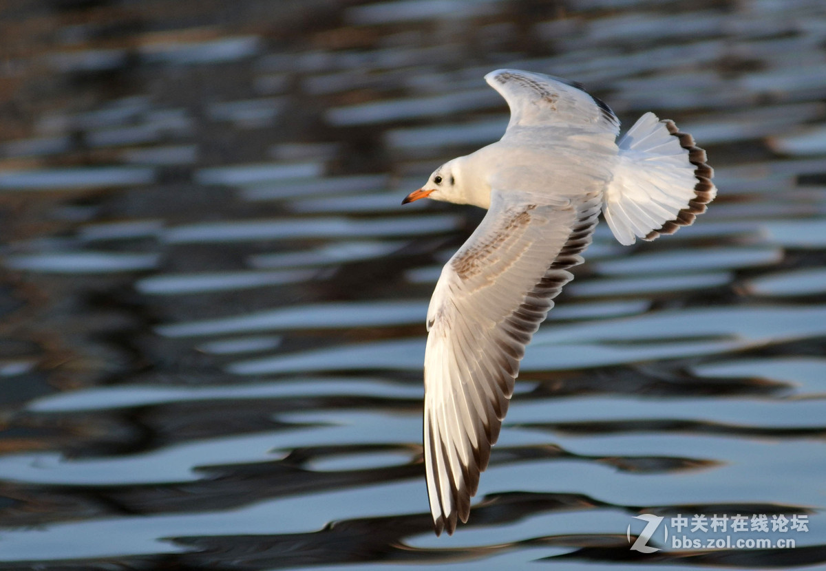 新入手小钢炮试手打海鸥