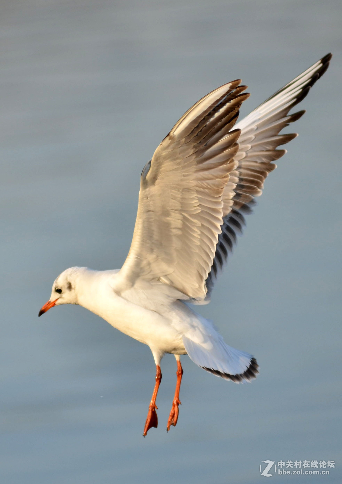 新入手小钢炮试手打海鸥