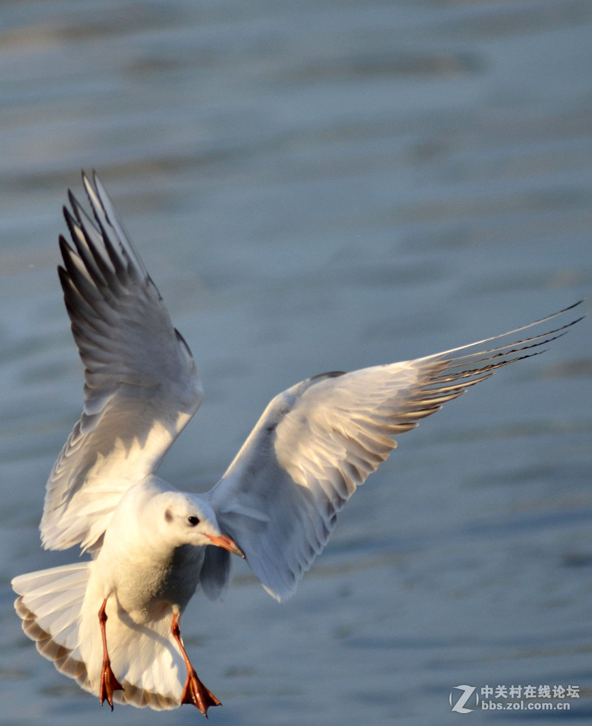 新入手小钢炮试手打海鸥