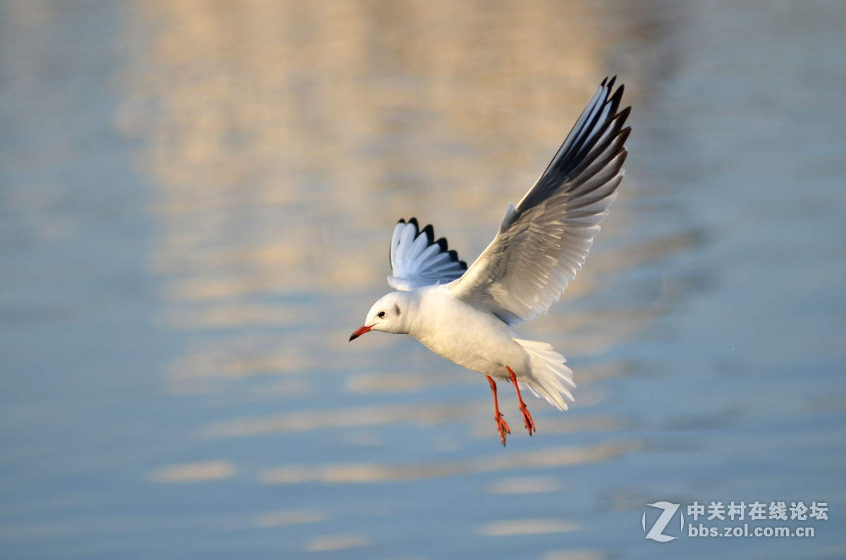 新入手小钢炮试手打海鸥