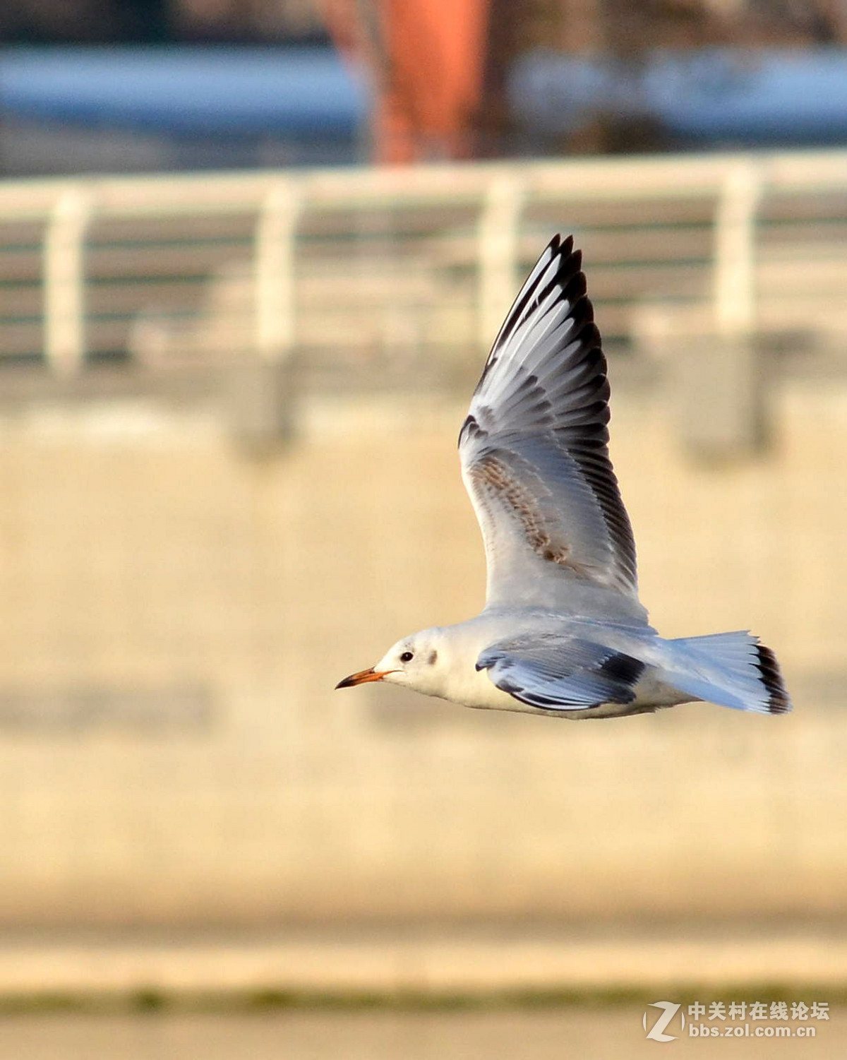 新入手小钢炮试手打海鸥
